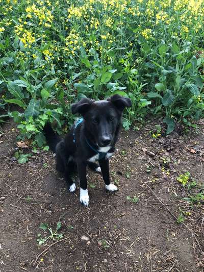 Die Dogorama Monats Challenge "Es grünt und blüht"-Beitrag-Bild