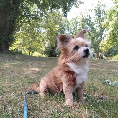 Hundetreffen-Treffen im Schillerpark-Bild