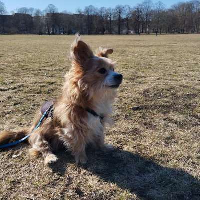 Hundetreffen-Altersgassi und Hundekontakt-Bild