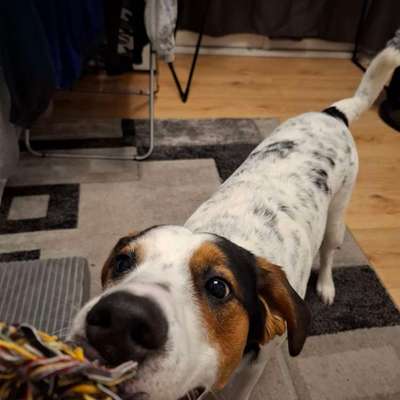 Hundetreffen-Spielrunde zum austoben-Bild