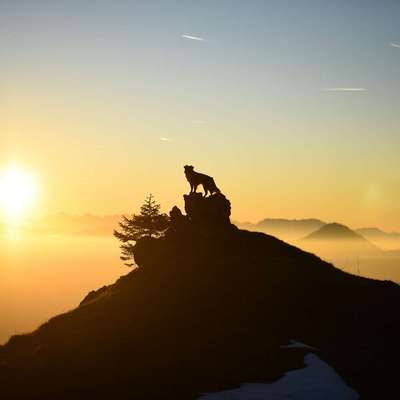 Hundetreffen-Social Walk Kitzbühel-Bild