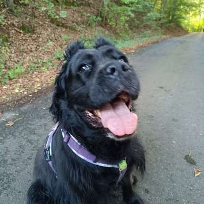 Hundetreffen-Playdate-Bild