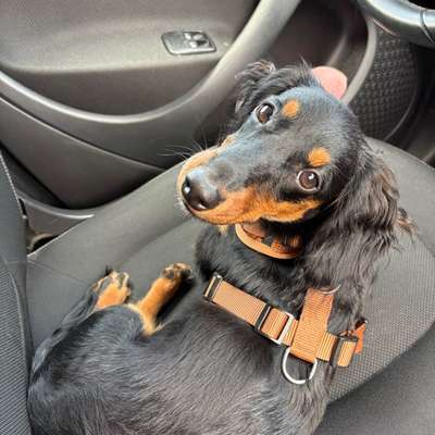 Hundetreffen-Welpe/Junghundtreffen-Bild