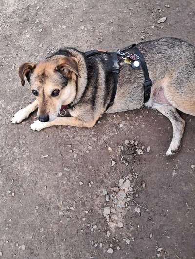 Freddys Kummerkasten-Beitrag-Bild