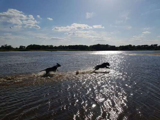 Fotosammlung: ,,Der natürliche Hund" Unbearbeitet, ungestellt und in Natura-Beitrag-Bild