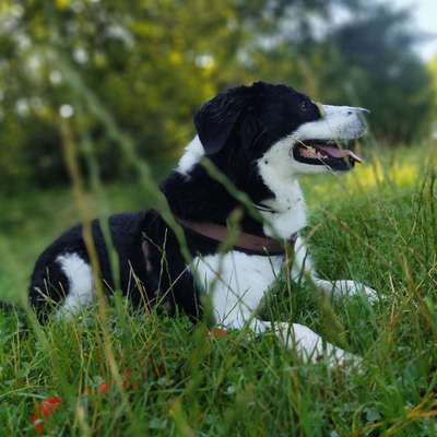 Hundetreffen-Spaziergänge