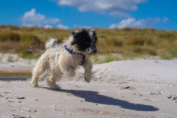 Dein Hund im Dogorama-Kalender 2021-Beitrag-Bild