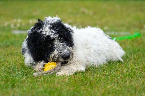 Dein Hund im Dogorama-Kalender 2021-Beitrag-Bild