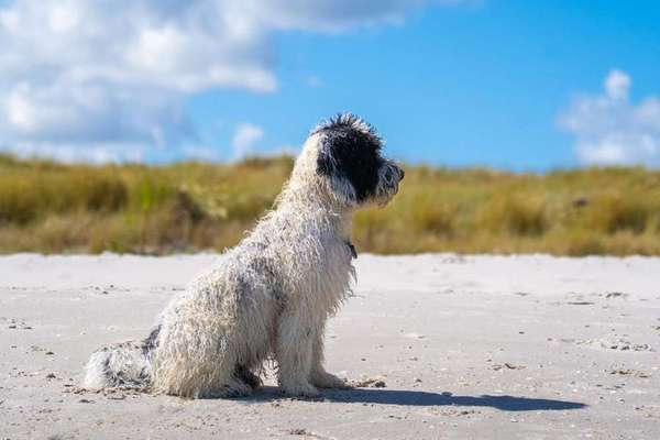 Dein Hund im Dogorama-Kalender 2021-Beitrag-Bild