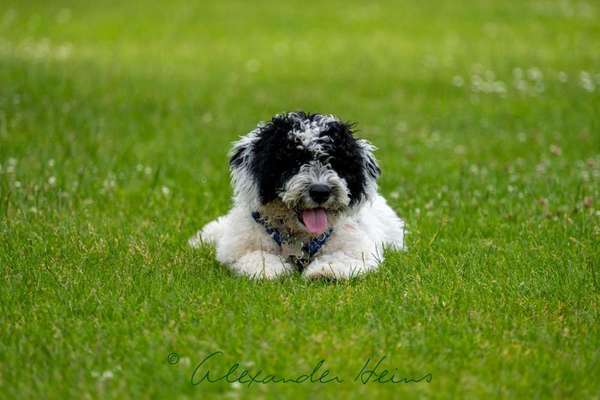 Zeigt mal die schönsten Bilder von euren Hunden !-Beitrag-Bild