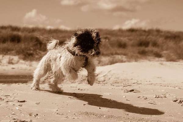 Dein Hund im Dogorama-Kalender 2021-Beitrag-Bild