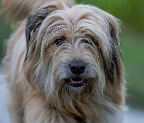 Gibts hier Mioritic Besitzer?-Beitrag-Bild