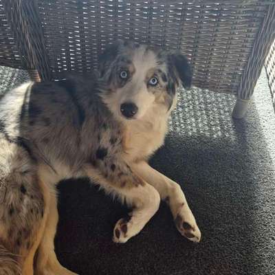 Hundetreffen-Treffen /Spielen / Gassi gehen/-Bild