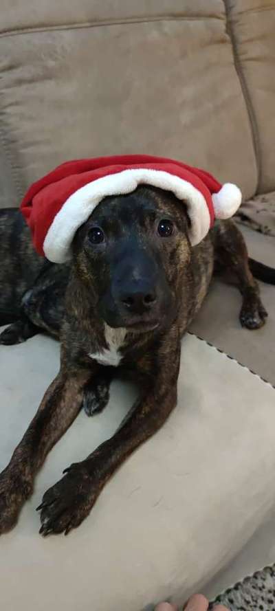 Dogorama Photo Challenge - Hundeblick zum hinschmelzen-Beitrag-Bild