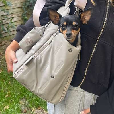 Hundetreffen-Gassi- & Spieltreffen für Minihund-Bild