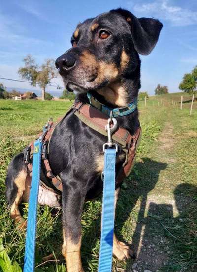 Tierschutzhunde suchen ein Zuhause-Beitrag-Bild