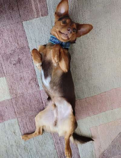 Tierschutzhunde suchen ein Zuhause-Beitrag-Bild