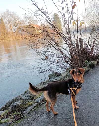 Tierschutzhunde suchen ein Zuhause-Beitrag-Bild