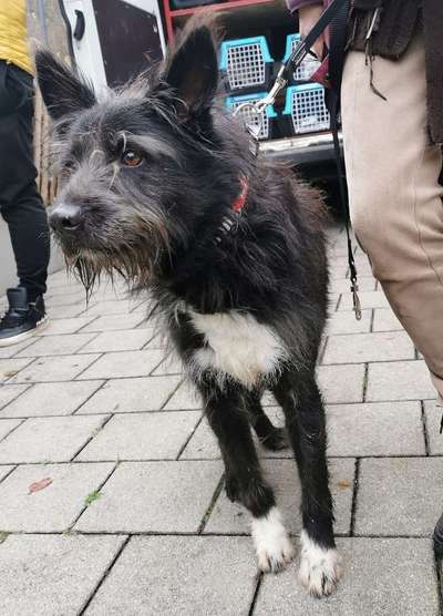 Tierschutzhunde suchen ein Zuhause-Beitrag-Bild