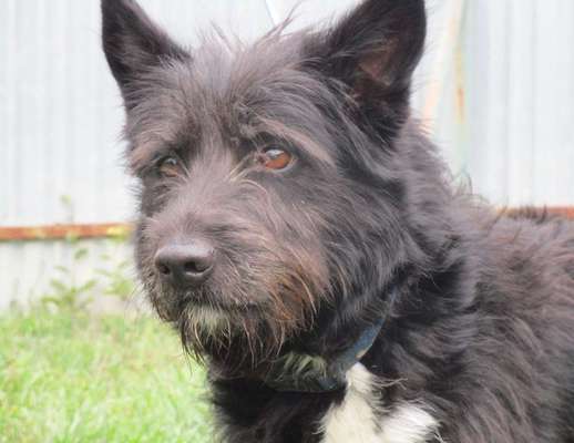 Tierschutzhunde suchen ein Zuhause-Beitrag-Bild