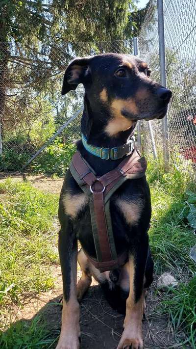 Tierschutzhunde suchen ein Zuhause-Beitrag-Bild