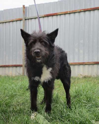 Tierschutzhunde suchen ein Zuhause-Beitrag-Bild