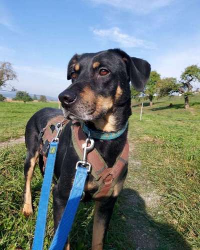 Tierschutzhunde suchen ein Zuhause-Beitrag-Bild