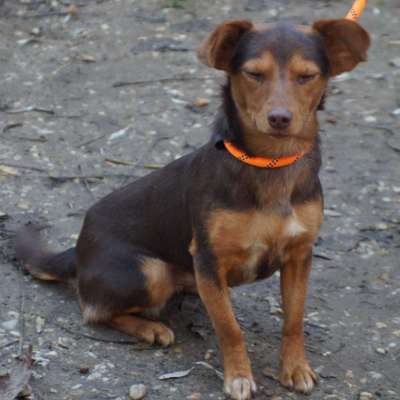 Tierschutzhunde suchen ein Zuhause-Beitrag-Bild