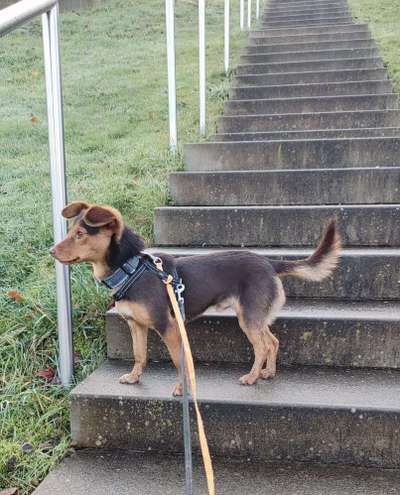 Tierschutzhunde suchen ein Zuhause-Beitrag-Bild