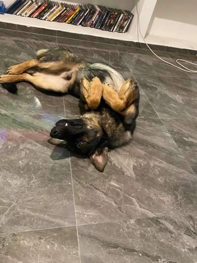 Die Dogorama Wochen Challenge-Beitrag-Bild