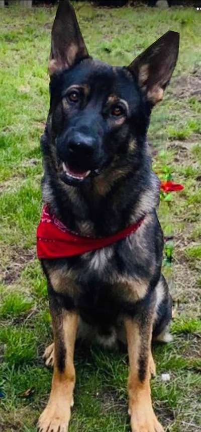 Die Dogorama Wochen Challenge-Beitrag-Bild