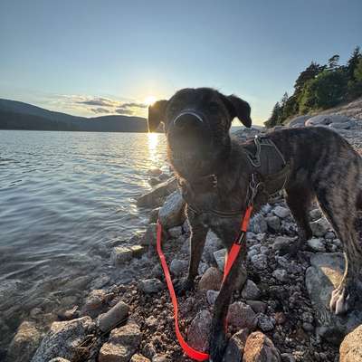 Hundetreffen-Hundefreund für Mathilda-Bild