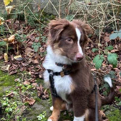 Hundetreffen-Spielpartner gesucht 🐶-Bild