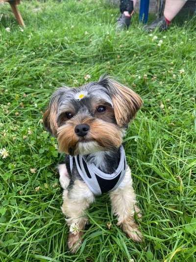 Welpen Bilder !-Beitrag-Bild