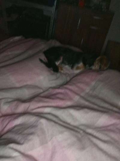 Darf der Hund bei Euch im Bett schlafen?-Beitrag-Bild