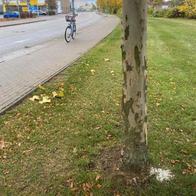 Giftköder-Giftköder-Bild