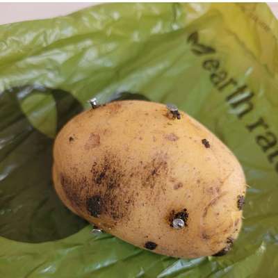 Giftköder-Köder mit Nägeln-Bild