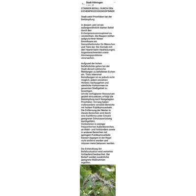 Giftköder-Eichenprozessionsspinner-Bild