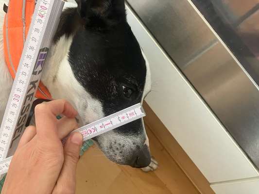 Wie sitzt mein Maulkorb / Maulkorb-Beratung-Beitrag-Bild