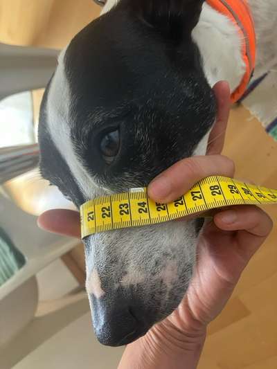 Wie sitzt mein Maulkorb / Maulkorb-Beratung-Beitrag-Bild