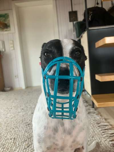 Wie sitzt mein Maulkorb / Maulkorb-Beratung-Beitrag-Bild