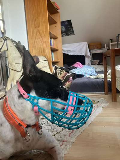 Wie sitzt mein Maulkorb / Maulkorb-Beratung-Beitrag-Bild