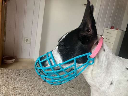 Wie sitzt mein Maulkorb / Maulkorb-Beratung-Beitrag-Bild