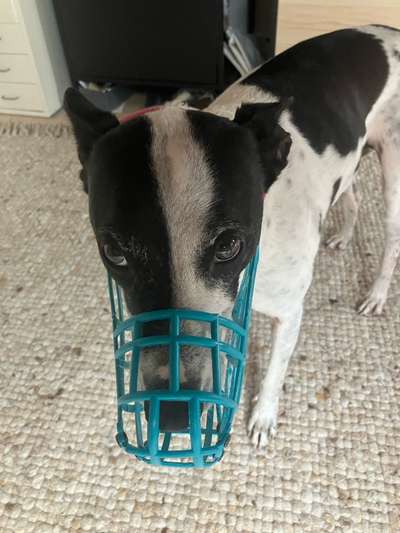 Wie sitzt mein Maulkorb / Maulkorb-Beratung-Beitrag-Bild