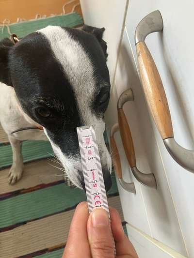 Wie sitzt mein Maulkorb / Maulkorb-Beratung-Beitrag-Bild