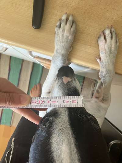 Wie sitzt mein Maulkorb / Maulkorb-Beratung-Beitrag-Bild