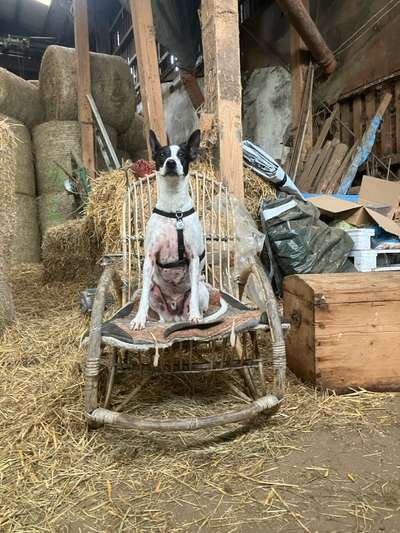 Australian Cattle Dogs-Beitrag-Bild