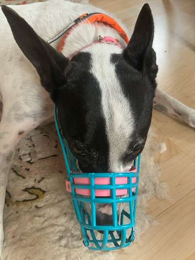 Wie sitzt mein Maulkorb / Maulkorb-Beratung-Beitrag-Bild