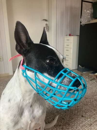 Wie sitzt mein Maulkorb / Maulkorb-Beratung-Beitrag-Bild