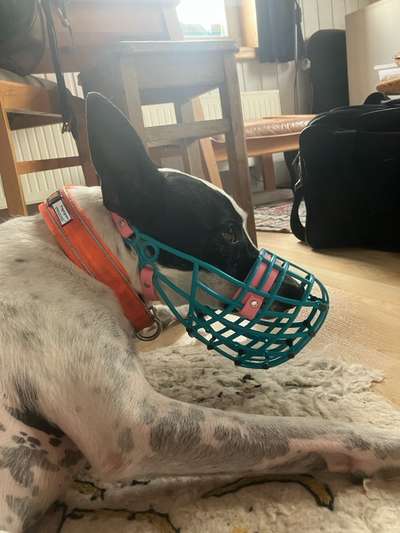 Wie sitzt mein Maulkorb / Maulkorb-Beratung-Beitrag-Bild